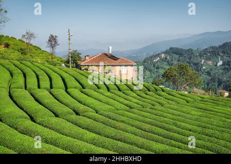 Schöner Teegarten in der Schwarzmeerkregion, Rize, Türkei. Stockfoto