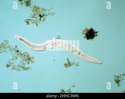 Mikroskopisch kleiner, frei lebender Nematodenwurm aus Gartenerde, möglicherweise Panagrellus sp., horizontales Sichtfeld ist etwa 1,1mm Stockfoto