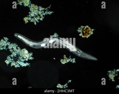 Mikroskopisch kleiner, frei lebender Nematodenwurm aus Gartenerde, möglicherweise Panagrellus sp., Dunkelfeld-Mikrograph, horizontales Sichtfeld ca. 1,1mm Stockfoto