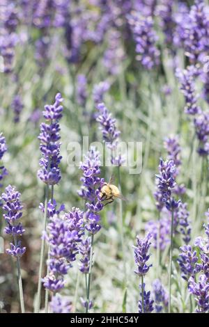 Eine Hummel bestäubt Lavendelblüten auf einer Lavendelfarm in British Columbia, Kanada Stockfoto