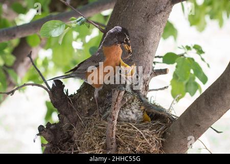 Eine Mutter Robin füttert ihre Babys mit Würmern in ihrem Nest in den Ästen eines Apfelbaums Stockfoto