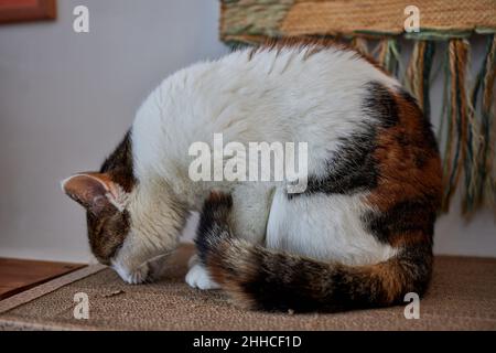 Katze kratzt und beißt.Krallen auf dem Kratzbaum Stockfoto