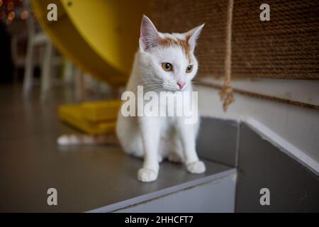 Katze kratzt und beißt.Krallen auf dem Kratzbaum Stockfoto