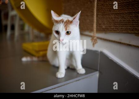 Katze kratzt und beißt.Krallen auf dem Kratzbaum Stockfoto