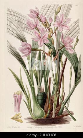 Spathoglottis plicata (als Paxtonia rosea) - Edwards vol 24 (NS 1) pl. 60 (1838). Stockfoto