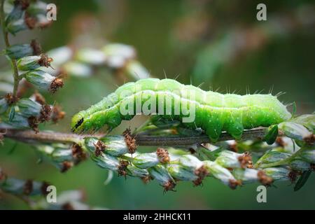 Nahaufnahme der smaragdgrünen Raupe der Silbernen Y-Motte, Autographa gamma , die sich in der Vegetation versteckt Stockfoto