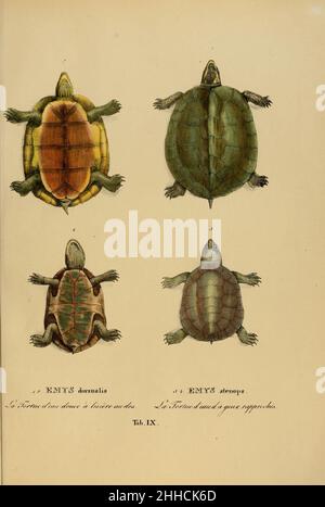 Art novae Testudinum quas in itinere annis 1817-1820 (Tab. IX) Stockfoto