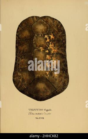 Art novae Testudinum quas in itinere annis 1817-1820 (Tab. XVII) Stockfoto