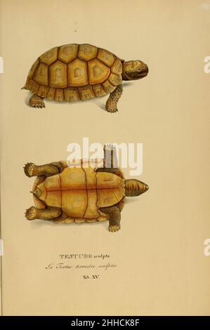 Art novae Testudinum quas in itinere annis 1817-1820 (Tab. XV) Stockfoto