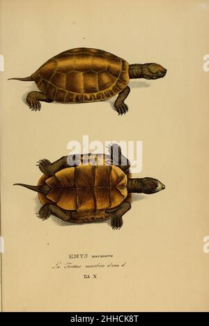 Art novae Testudinum quas in itinere annis 1817-1820 (Tab. X) Stockfoto