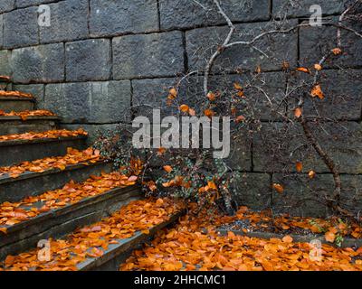 Eine Steintreppe, die mit orangefarbenen Herbstblättern übersät ist. Eine alte Steinmauer mit Ästen bedeckt Stockfoto