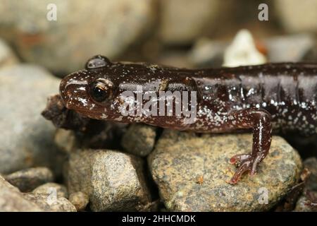 Nahaufnahme des Kopfes der schwarzen Form des westlichen rotrückigen Salamanders, Plethodon-Fahrzeug, der auf Steinen im Staat Washington sitzt Stockfoto