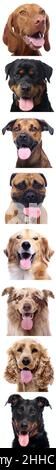 Gruppe von schönen Hunden vor einem weißen Hintergrund Stockfoto