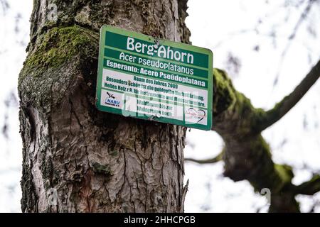 Herzberg Am Harz, Deutschland. 17th Januar 2022. Auf einem Platanenbaum am Juessee ist eine Tafel in Deutsch, Latein und Esperanto zu sehen. Seit 12.06.2006 darf die Stadt Herzberg am Harz den Titel "die Stadt Esperanto" verwenden. Quelle: Swen Pförtner/dpa/Alamy Live News Stockfoto