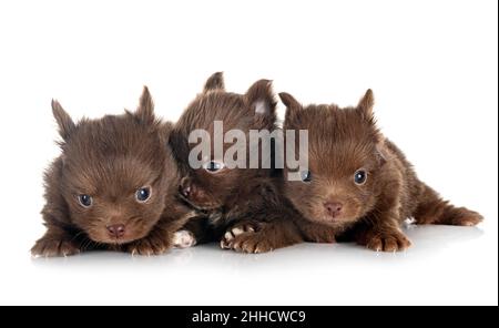 Junge pomeranians vor weißem Hintergrund Stockfoto
