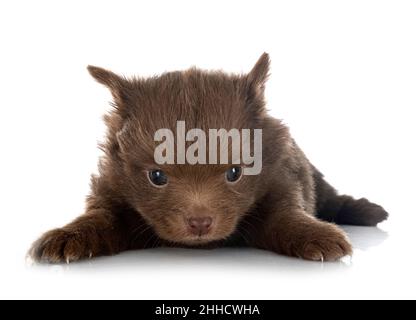 Junge pomeranian vor weißem Hintergrund Stockfoto