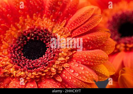 Orange Gerbera Blume mit Wassertropfen aus der Nähe. Makrofotografie von Gerbera-Blütenkopf. Stockfoto