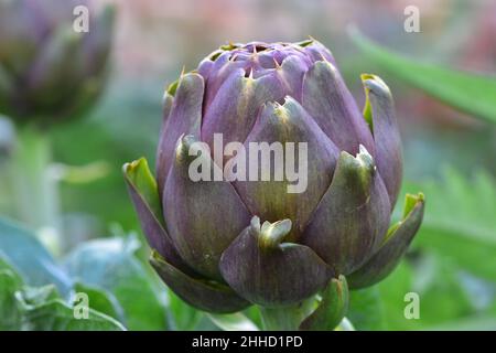 Detailansicht der Artischockenblüte mit violetten Blüten. Stockfoto