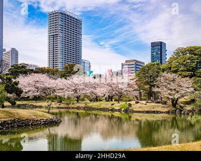 5. April 2019: Tokio, Japan - See- und Kirschblüte in den Kyu-Shiba-rikyu-Gärten, einem traditionellen Landschaftsgarten im Zentrum Tokios. Stockfoto