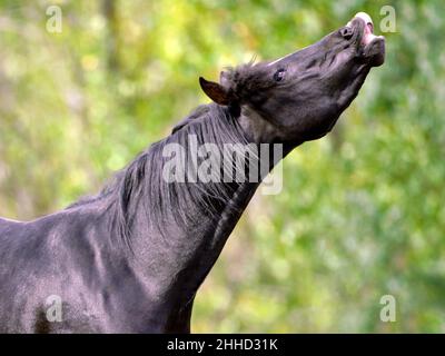 Schwarzer arabischer Hengst flüchtet, Nahaufnahme Stockfoto