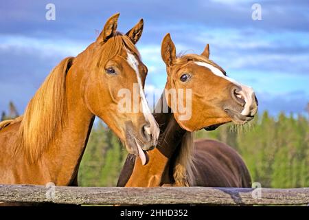 Zwei kastanienbraune arabische Stutfohlen stehen auf der Weide zusammen und bilden lustige Gesichter. Stockfoto