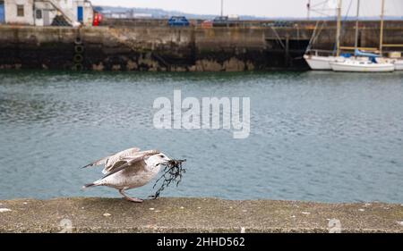 Eine Möwe, die irgendeine Art von Material, vielleicht Algen, an einer Wand in Newlyn Harbour, Cornwall, Großbritannien, trägt Stockfoto