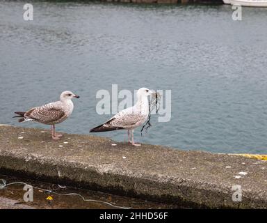 Zwei Möwen, einer mit einer Art von Material, vielleicht Algen, an einer Wand in Newlyn Harbour, Cornwall, Großbritannien Stockfoto