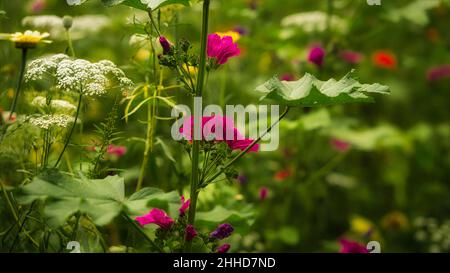 Rote Blume mit schönen Blütenblättern, die individuell auf einer Blumenwiese dargestellt sind. Die Blume in der Wiese Bokeh Stockfoto