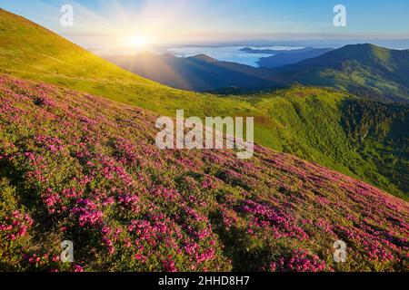 Rhododendron Blumen bedeckte Bergwiese im Sommer. Orangefarbenes Sonnenaufgangslicht leuchtet auf einem Vordergrund. Landschaftsfotografie Stockfoto