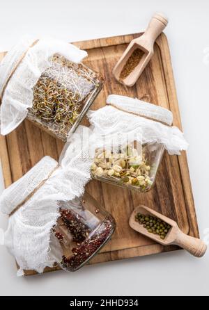 Verschiedene Samen Sprossen wachsen in Gläsern, gesunde vitaminreiche Lebensmittel Snack. Luzerne oder Alfalfa, Mungbohnensprossen, Brokkoli sprießen Samen in Gläsern. Stockfoto