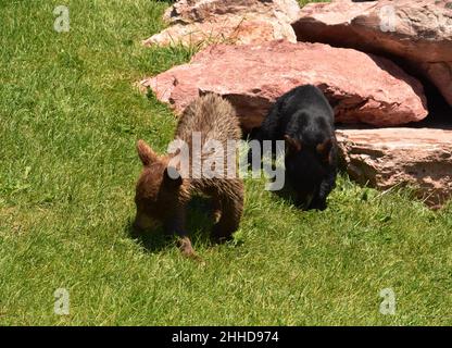 Ein Paar Schwarzbärenjungen, die im Sommer gemeinsam im Freien wandern. Stockfoto