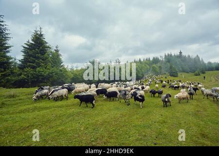 Hoch in den Bergen bei Sonnenuntergang weiden Hirten Rinder zwischen dem Panorama der wilden Wälder und Felder der Karpaten. Schafe liefern Wolle, Milch und Stockfoto