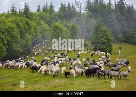 Hoch in den Bergen bei Sonnenuntergang weiden Hirten Rinder zwischen dem Panorama der wilden Wälder und Felder der Karpaten. Schafe liefern Wolle, Milch und Stockfoto