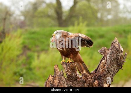 Ein detailreiches Porträt des Roten Drachen, Greifvogels. Land mit ausgebreiteten Flügeln auf einem Stumpf im Regen. Vorderansicht unter den Flügeln. Regentropfen und grüne Bäume Stockfoto