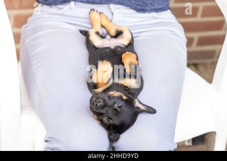 Ein Monat alter brauner brindin Jack Russell Welpe liegt entspannt auf dem Rücken einer Frau auf dem Schoß. Der Hund schläft. Zum ersten Mal in der Sonne. Tier T Stockfoto