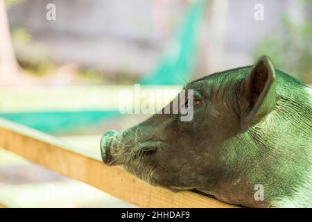 Lustiges kleines Schwein, das an einem Zaun hängt und auf Essen wartet Stockfoto