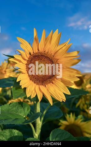 Sonnenblumenköpfe blühen in einem Sonnenblumenfeld in der frühmorgenden Sonne (Helianthus Annus). Öffnen Sie gelbe Sonnenblumenköpfe in einem Loire-Feld. Stockfoto