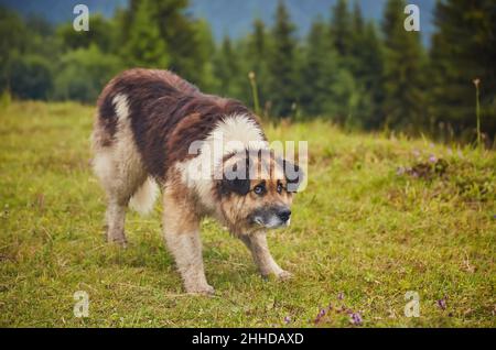 Verängstigter Hund. Touristen erschreckten den Schäferhund aus Versehen, so dass sich ihre Augen weiteten, der Hintergrund in den Sommerbergen. Stockfoto