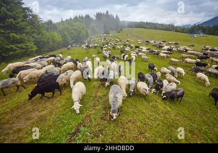 Hoch in den Bergen bei Sonnenuntergang weiden Hirten Rinder zwischen dem Panorama der wilden Wälder und Felder der Karpaten. Schafe liefern Wolle, Milch und Stockfoto
