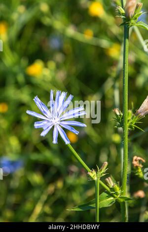 Eine frische blaue Zichorien-Blume am Stamm in natürlichem Lebensraum. Pflanze wird für alternative Kaffeegetränke verwendet. Sommersaison. Unfokussierte blühende Wiese wit Stockfoto