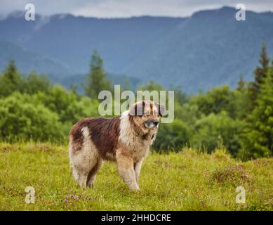 Rumänische Schäferhund stehend auf der grünen Wiese Stockfoto