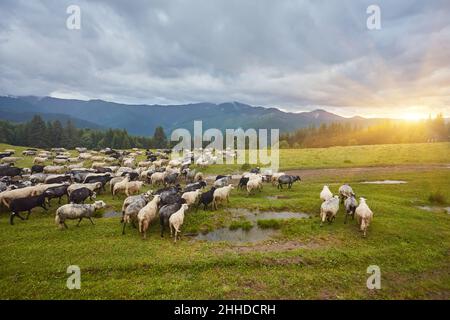 Hoch in den Bergen bei Sonnenuntergang weiden Hirten Rinder zwischen dem Panorama der wilden Wälder und Felder der Karpaten. Schafe liefern Wolle, Milch und Stockfoto