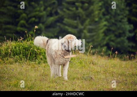 rumänischer Schäferhund steht auf einer natürlichen Wiese voller gelber Blumen, Aufnahme in der Nähe der Schaffarm Stockfoto