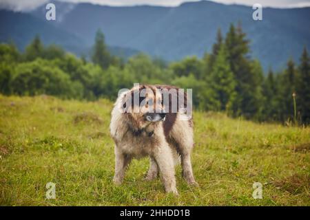 rumänischer Schäferhund steht auf einer natürlichen Wiese voller gelber Blumen, Aufnahme in der Nähe der Schaffarm Stockfoto