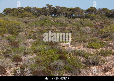 Landschaft in der Nähe des Leuchtturms Far de Cap Blanc auf Mallorca Stockfoto