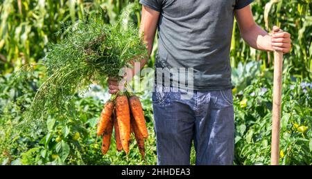 Karotten in den Händen der Landwirte. Umweltfreundliche Ernte. Selektiver Fokus Stockfoto