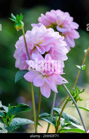 Dahlia „Ocean Bird“. Rosa-Lavendel-Dahlie mit Wasserlilie Stockfoto