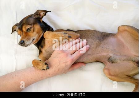 Frau spielt mit dem Hund zu Hause. Stockfoto