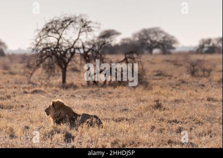 Eindruck eines männlichen Löwen - Panthera leo - ruht auf den Ebenen von Etosha National Park, Namibia; Fang die Morgensonne. Stockfoto