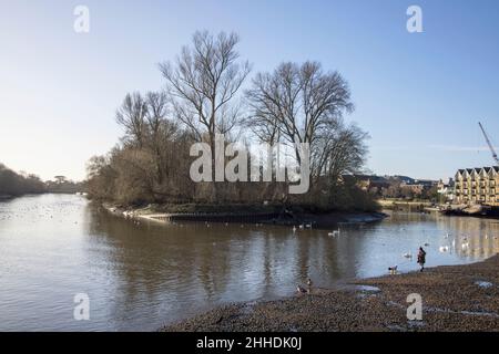 Hunde gehen bei Ebbe im alten isleworth am Ufer der themse in london Stockfoto